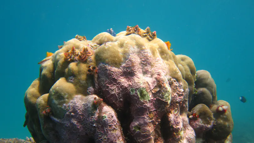 The Condition of Four Coral Reefs in Timor-Leste before and after the 2016–2017 Marine Heatwave